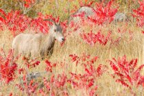 Dickhornschafe auf blühenden Weiden der Kootenay-Region, Britische Kolumbia, Kanada — Stockfoto