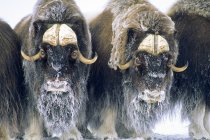 Muskoxen у оборонні кола, банки острів, Північно-Західні території, Канада Арктики. — стокове фото