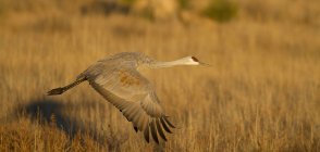 Sandhill crane flying over autumnal march meadow in New Mexico, USA — Stock Photo