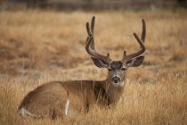 Ciervo de mula acostado sobre hierba seca y mirando hacia otro lado - foto de stock