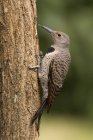 Northern flicker sitting on tree trunk, close-up. — Stock Photo
