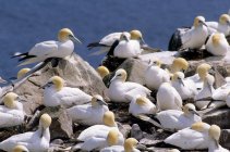 Nesting colony of northern gannets on rocks in Cape Mary, Terranova, Canada . — Foto stock