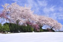 Kirschbäume in Blüte mit Frühlingsschnee, Flughafen Nanaimo, Insel Vancouver, britische Columbia, Kanada — Stockfoto