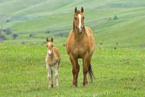 Horse with foal grazing at ranch in southwest Alberta, Canada. — Stock Photo