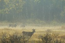 White-tailed Deer Adults in misty landscape — Stock Photo