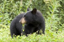 Urso negro americano comendo grama perto da cidade de Stewart na Colúmbia Britânica, Canadá — Fotografia de Stock