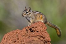 Minimo scoiattolo appollaiato sulla roccia nella foresta — Foto stock