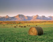 Round bales on green field near Twin Butte, Alberta, Canada. — Stock Photo