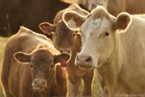 Nahaufnahme von Rindern mit Ohrmarken in der Nähe von Wassertal, Alberta, Kanada. — Stockfoto