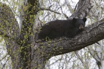 American black bear resting on large tree branch in Sleeping Giant Provincial Park, Ontario, Canada — Stock Photo