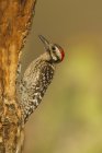 Ladder-backed woodpecker pecking on tree, close-up. — Stock Photo