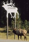 Elk walking by forest sign in Jasper National Park, Alberta Canada. — Stock Photo