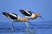 Courting American avocets in blue water, close-up. — Stock Photo