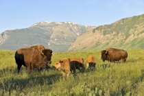 Plains bisons with calves on alpine pasture of Waterton National Park, Alberta, Canada — Stock Photo