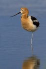 American avocet resting on one leg in water. — Stock Photo