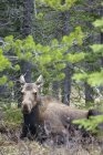 Moose resting in forest of Kananaskis Country, Alberta, Canada — Stock Photo