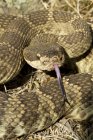 Западная гремучая змея показывает язык, крупным планом . — стоковое фото