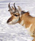 Pronghorn Antilope stehend im Schnee, Nahaufnahme — Stockfoto
