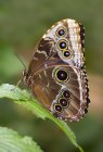 Gemeiner blauer Morpho-Schmetterlingsflügel, Seitenansicht — Stockfoto