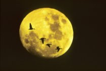 Snow geese migrating across full moon, Saskatchewan, Canada — Stock Photo