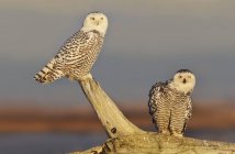 Snowy owls sitting on driftwood and looking into distance. — Stock Photo