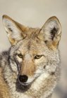 Retrato del coyote macho adulto en la pradera . - foto de stock