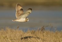 Short-eared owl flying over grassy lake shore. — Stock Photo
