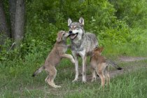 Серый волк играет с щенками в лесах Миннесоты — стоковое фото