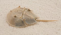 Horseshoe crab on sandy shore, Florida, USA — Stock Photo