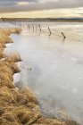 Заморожені slough поблизу Кокрановского, Альберта, Канада — стокове фото