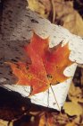 Крупный план одного осеннего кленового листа на березовой коре — стоковое фото