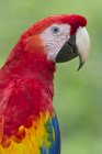 Scarlet macaw sitting outdoors, profile portrait. — Stock Photo