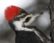 Portrait of pileated woodpecker bird outdoors. — Stock Photo