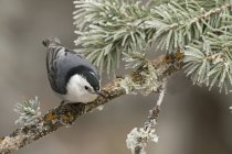 White-breasted nuthatch sitting on conifer branch. — Stock Photo