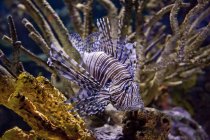 Red Lionfish on display in Gallery at Riplys Aqarium of Canada at base of CN Tower, Toronto, Canada. — Stock Photo