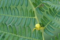 Aranha de caranguejo na folha de samambaia verde, close-up — Fotografia de Stock