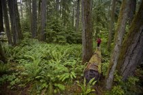 Corredor de trilha feminina em cedros gigantes em Cathedral Grove Provincial Park, Vancouver Island, British Columbia, Canadá — Fotografia de Stock