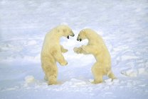 Los osos polares machos juegan en la nieve blanca . - foto de stock