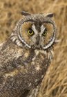 Long-eared owl standing in meadow, close-up. — Stock Photo