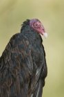 Turkey vulture with black feathers, close-up portrait. — Stock Photo