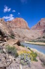 Fioritura brittlebush sulla riva rocciosa del Little Colorado River, Grand Canyon, Arizona, USA — Foto stock
