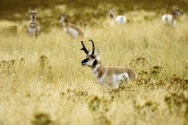 Antilopes Pronghorn broutant dans le Montana, États-Unis d'Amérique — Photo de stock