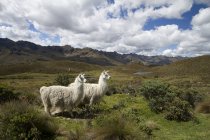 White llamas grazing in grassy highlands of Ecuador — Stock Photo