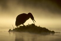 Silhouette del grebe dal collo arrossato che monta nido galleggiante nell'acqua del lago — Foto stock