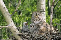 Adult great gray owl with owlets nesting in nest on tree. — Stock Photo