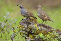 Male and female California quails perched on mossy stump, close-up — Stock Photo