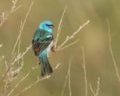 Male Lazuli bunting perched on tree, close-up — Stock Photo