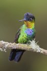 Colorido colibrí de garganta ardiente posado en rama de árbol en Costa Rica . - foto de stock