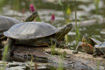 Painted turtles resting on wood by water, close-up. — Stock Photo