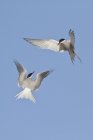 Arctic terns flying in blue sky with wings outstretched. — Stock Photo